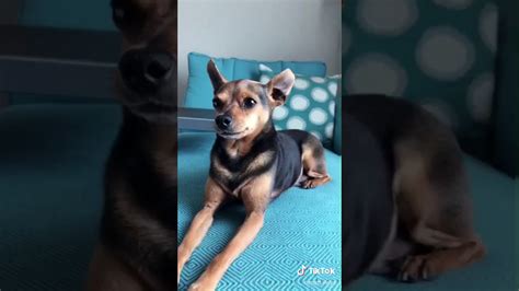 peanut and blackjack|peanut and blackjack videos.